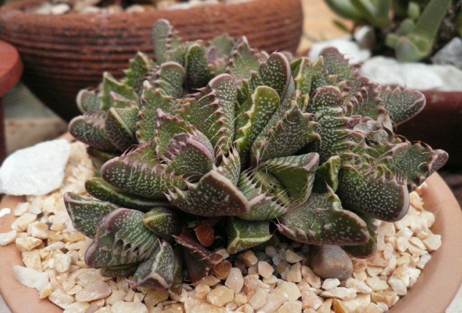 Суккулент Фаукария