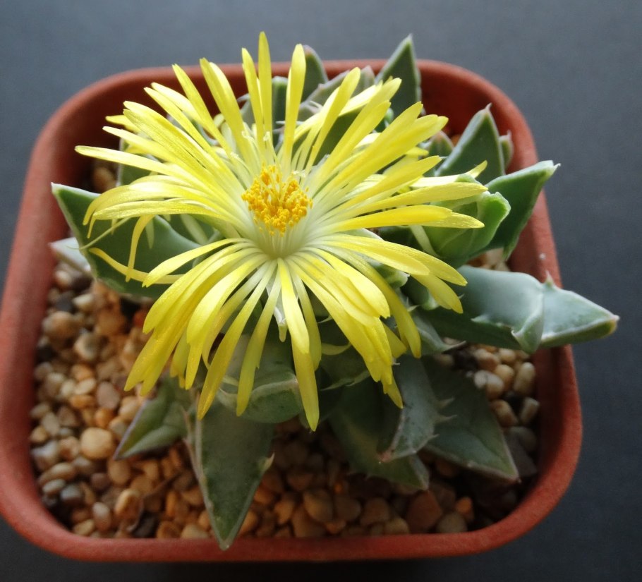 Фаукария bosscheana