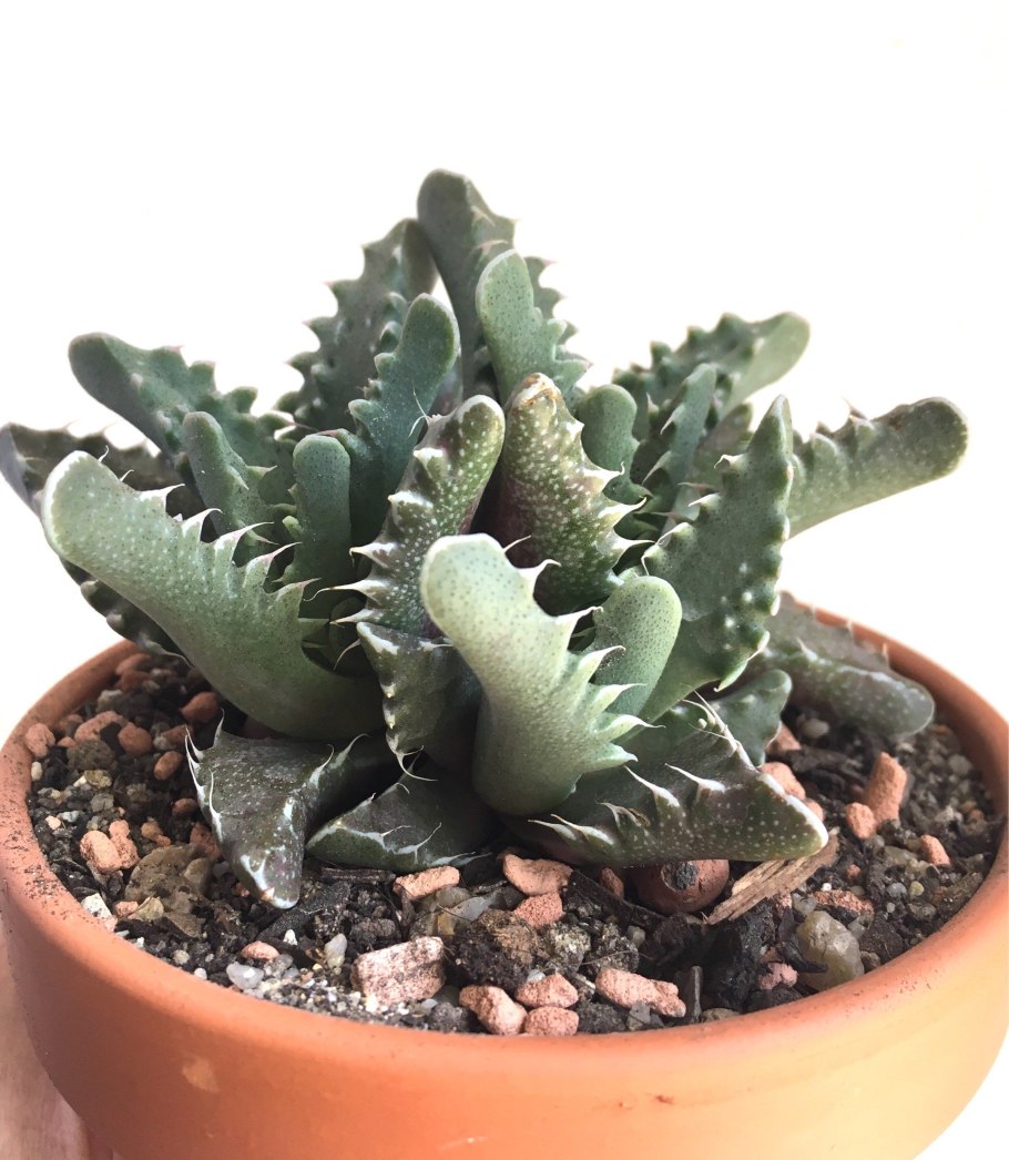 Фаукария Тигрина суккулент