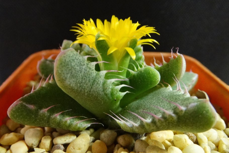 Суккулент Фаукария