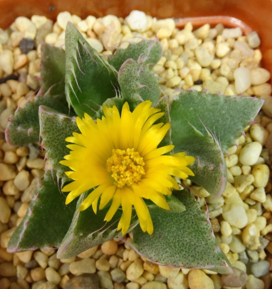 Фаукария Босха