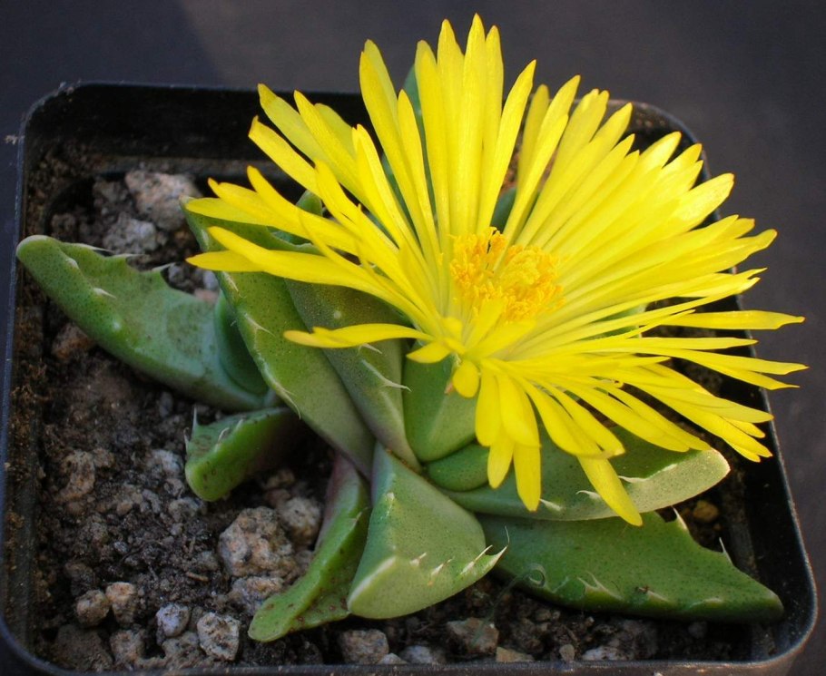 Faucaria tuberculosa