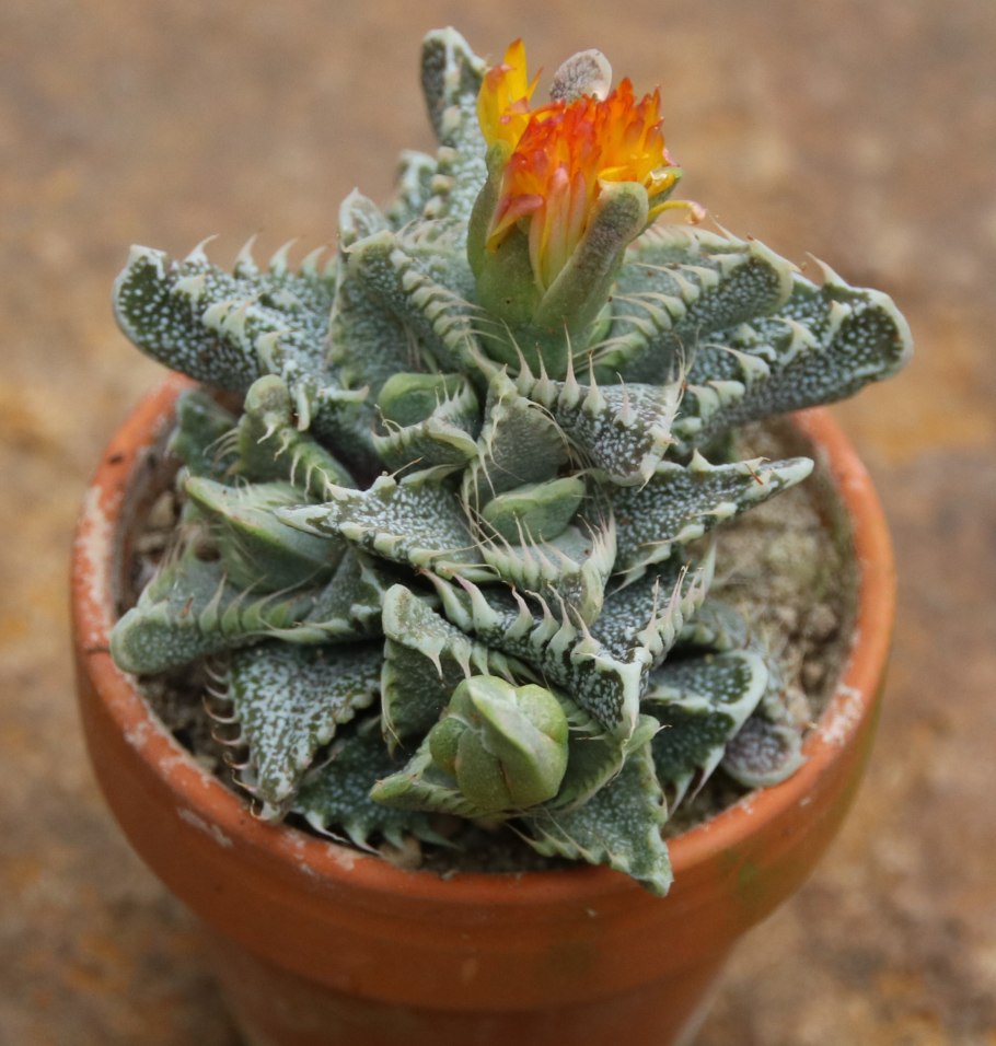 Фаукария Фелина