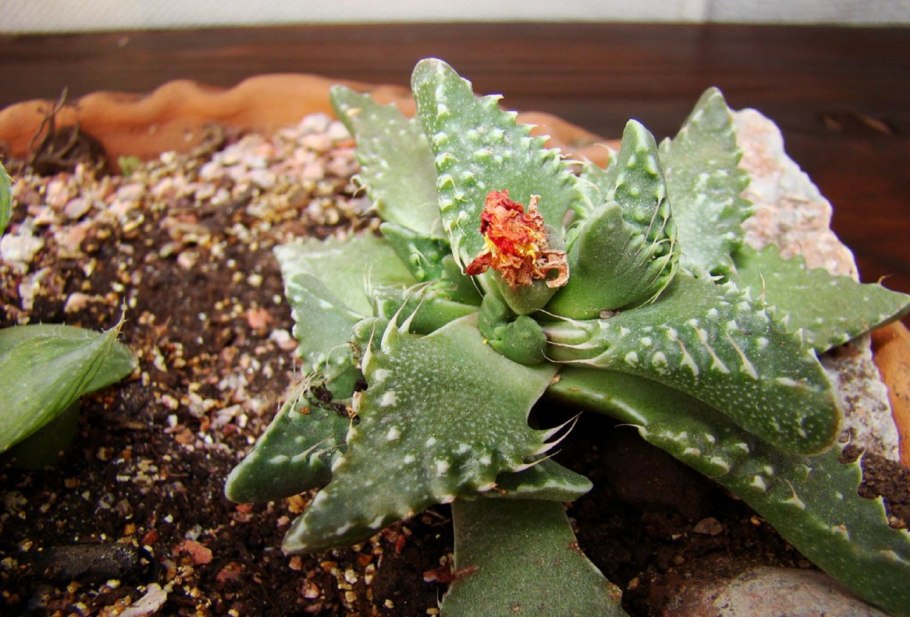 Фаукария Тигриная