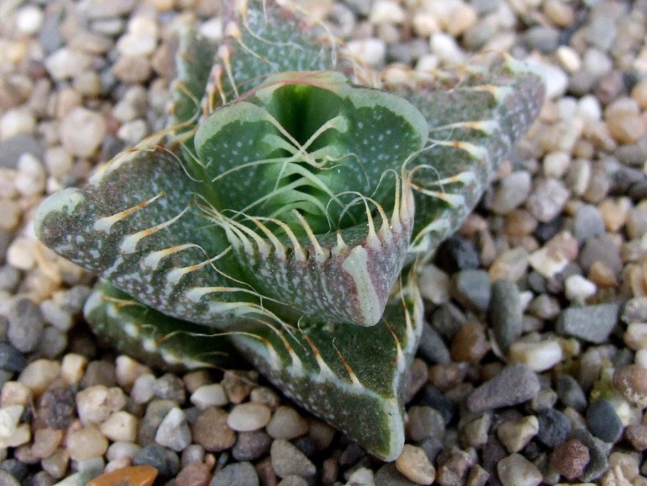 Суккулент Фаукария