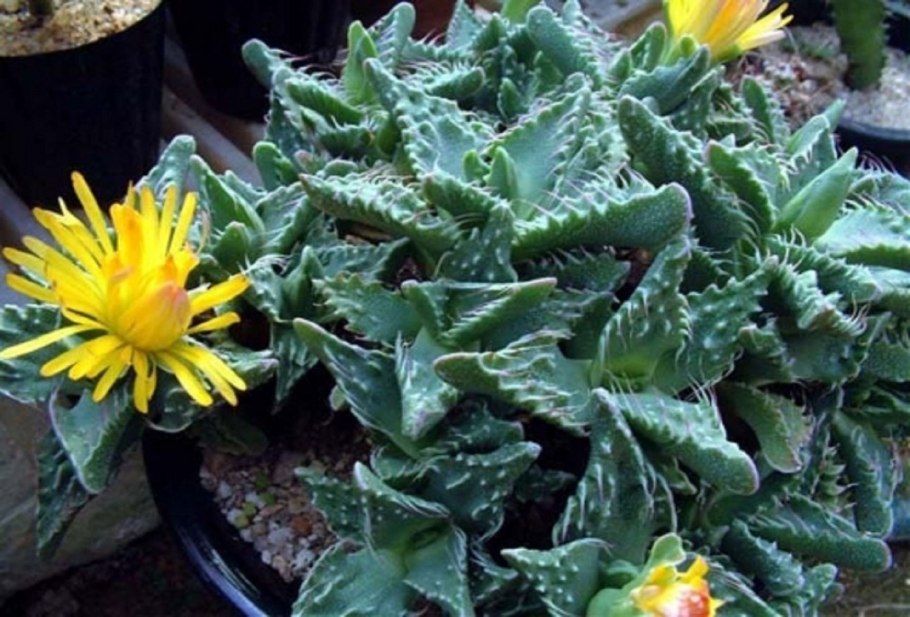 Суккулент Фаукария