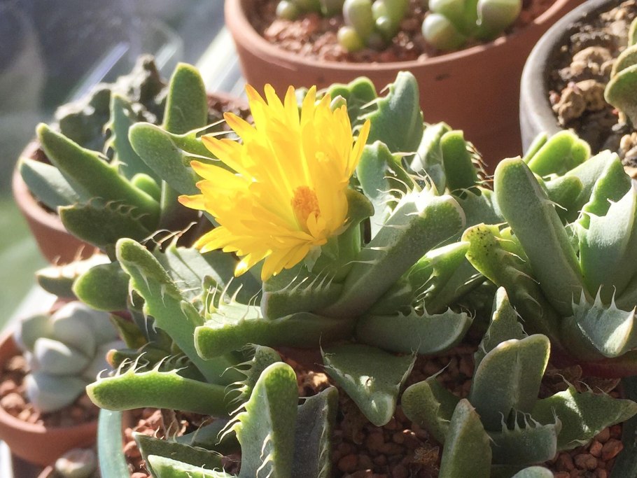 Фаукария Felina