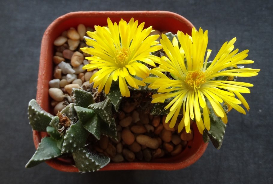 Фаукария Босха Faucaria bosscheana