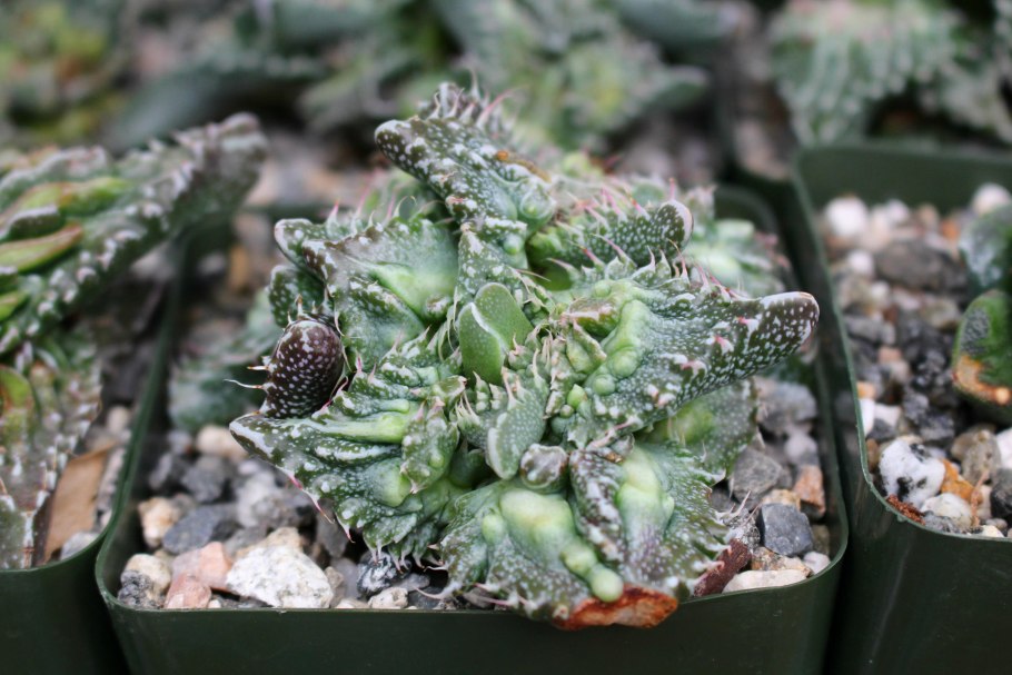 Суккулент Фаукария