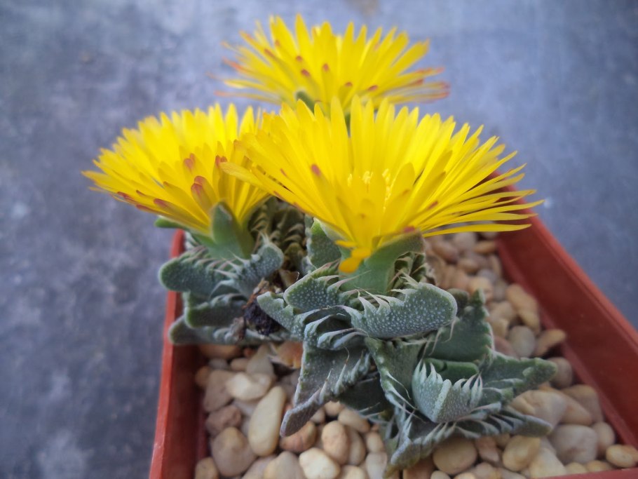 Фаукария тигровая размножение