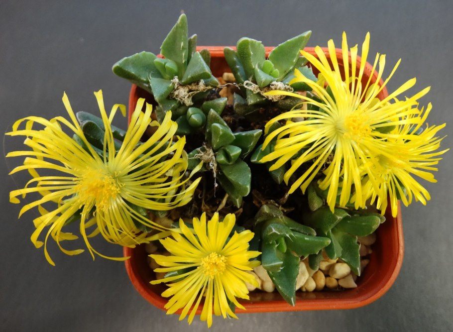 Суккулент Фаукария монструоза