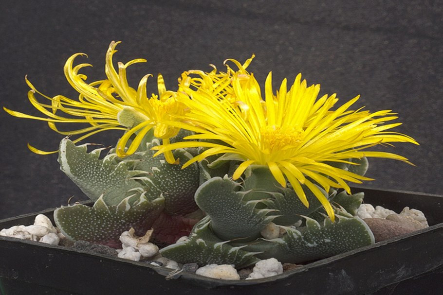 Фаукария cradockensis