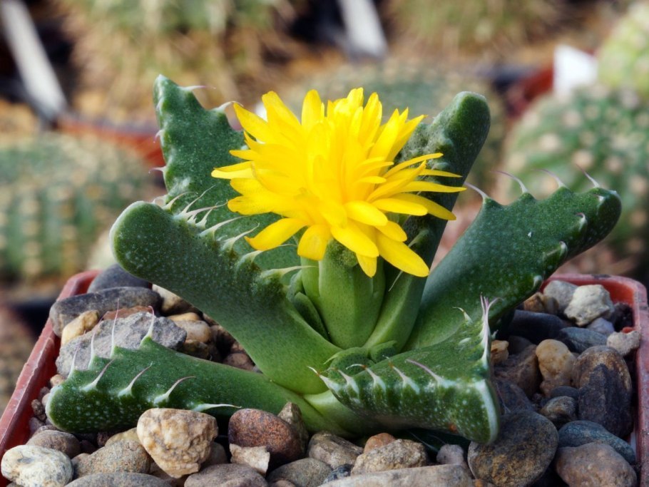 Фаукария без зубов