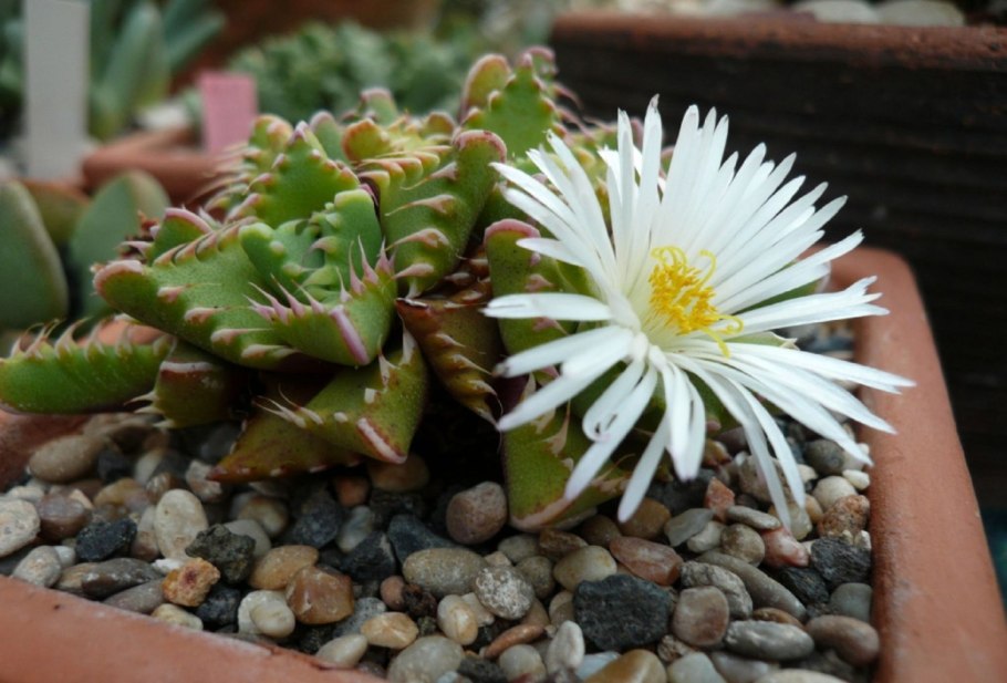 Фаукария тигровая