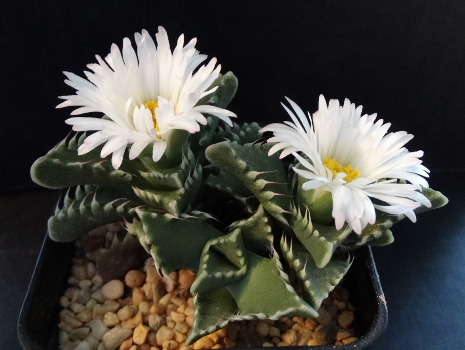 Суккулент Фаукария монструоза