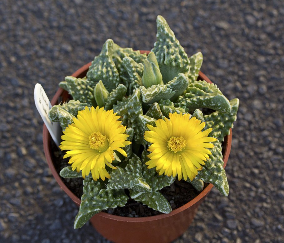 Фаукария Тигрина суккулент