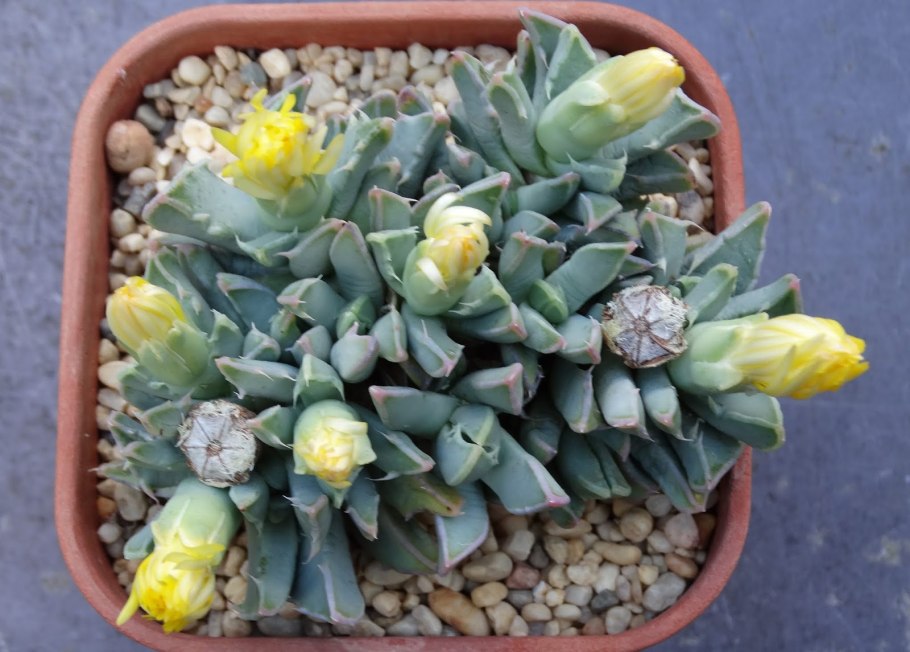 Фаукария tuberculosa