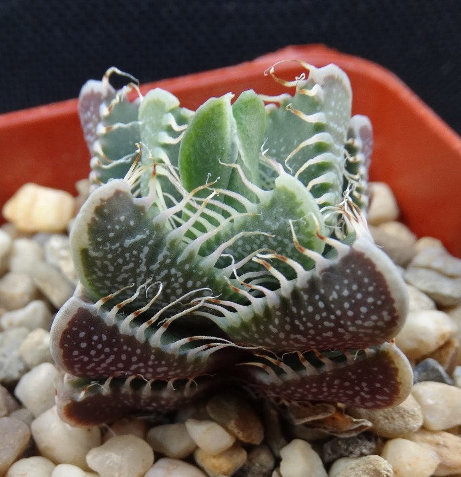 Суккулент Фаукария