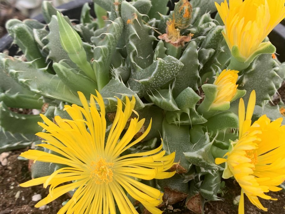 Фаукария малозубчатая