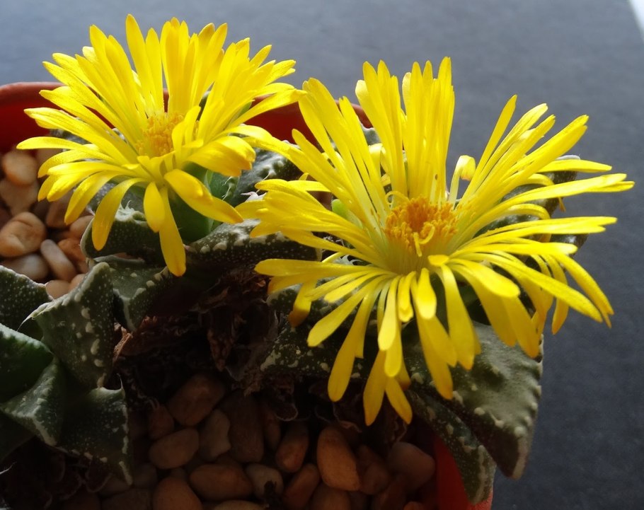 Фаукария Босха Faucaria bosscheana