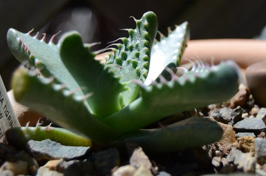 Фаукария бошеана