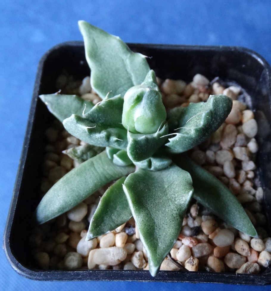 Фаукария Феллини