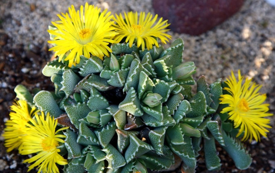 Фаукария bosscheana