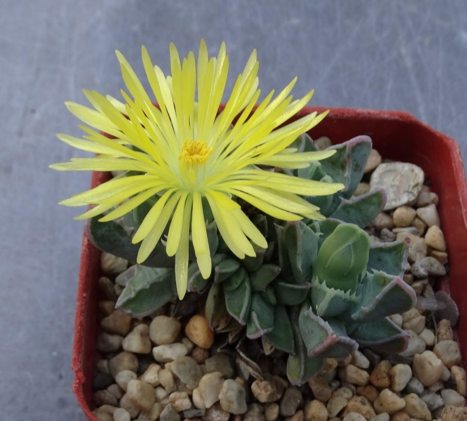 Faucaria paucidens