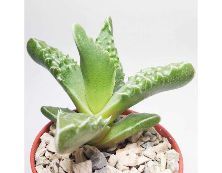 Фаукария Тигрина суккулент