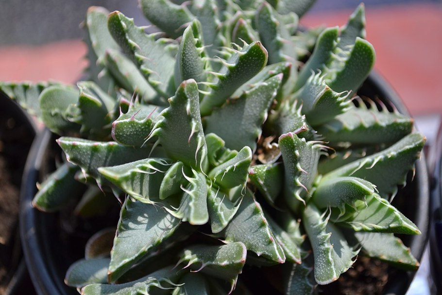 Faucaria Lupina
