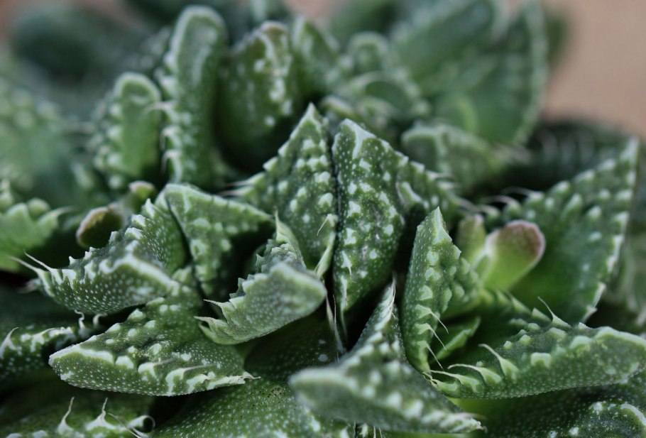 Земля для цветов комнатных суккулентов