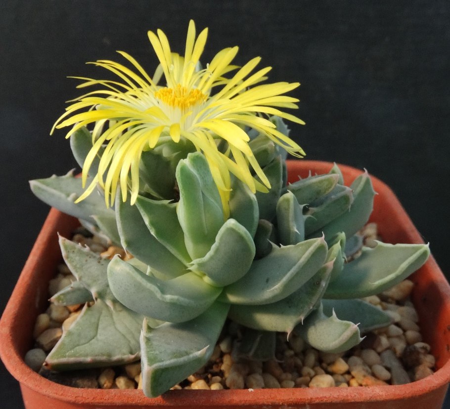 Суккулент тигровый