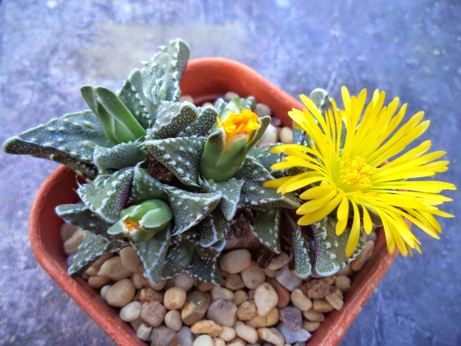 Фаукария туберкулеза