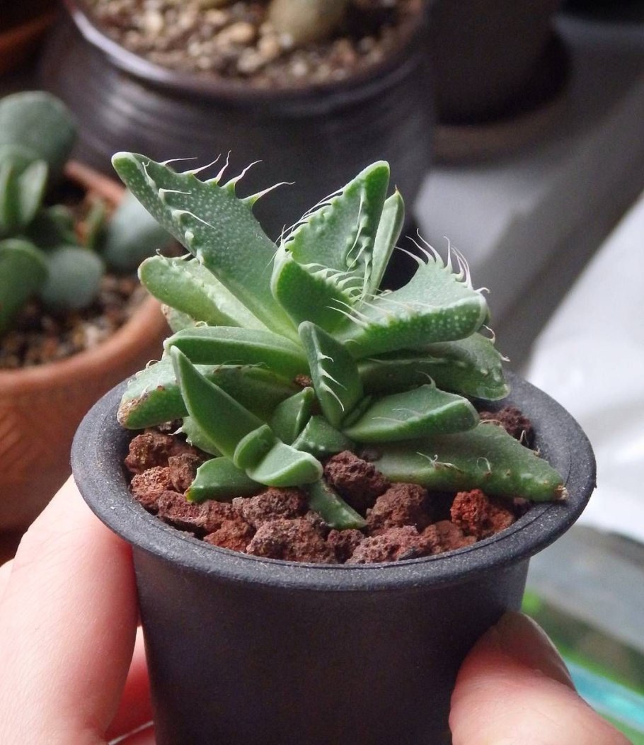 Крассула Faucaria tigrina