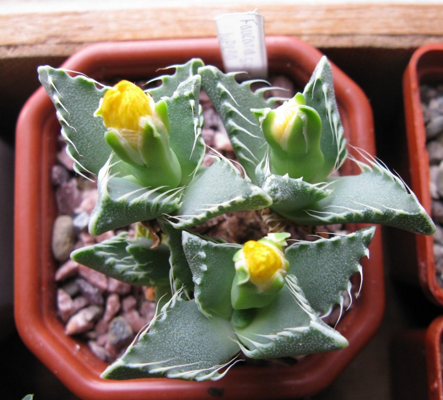 Faucaria tigrina