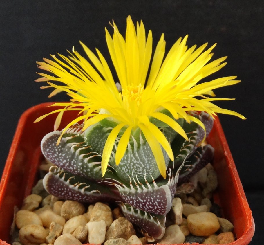 Суккулент Фаукария