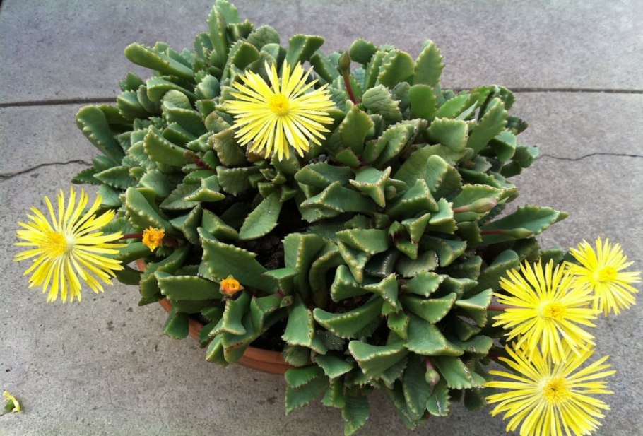 Фаукария bosscheana