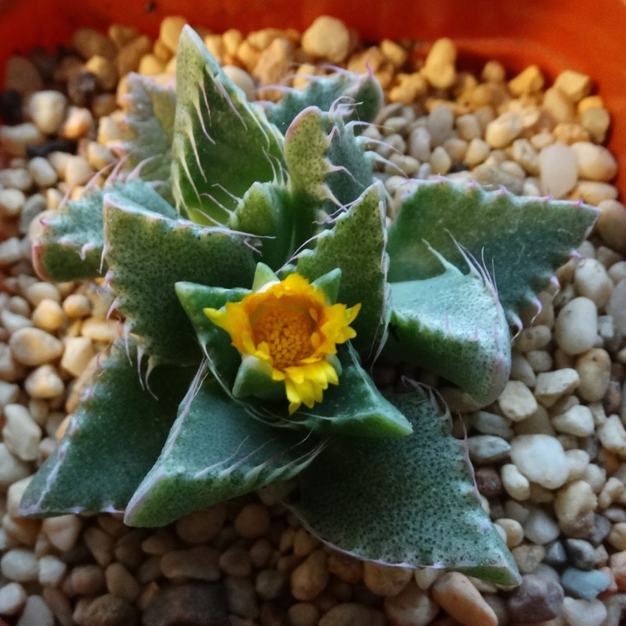 Суккулент Фаукария