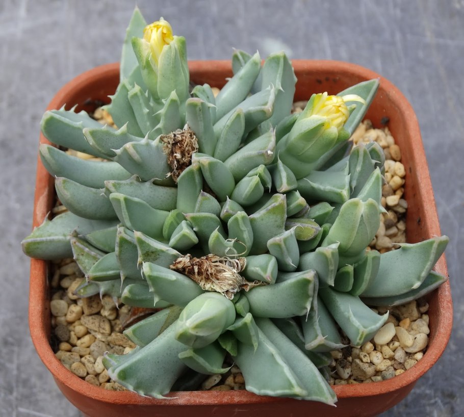 Суккулент Фаукария монструоза