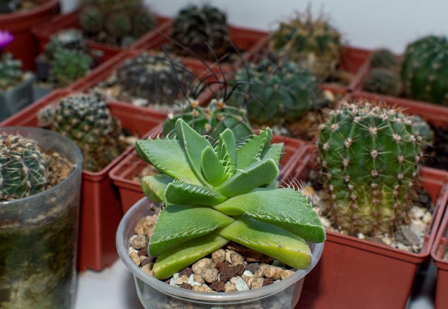 Фаукария тигровая