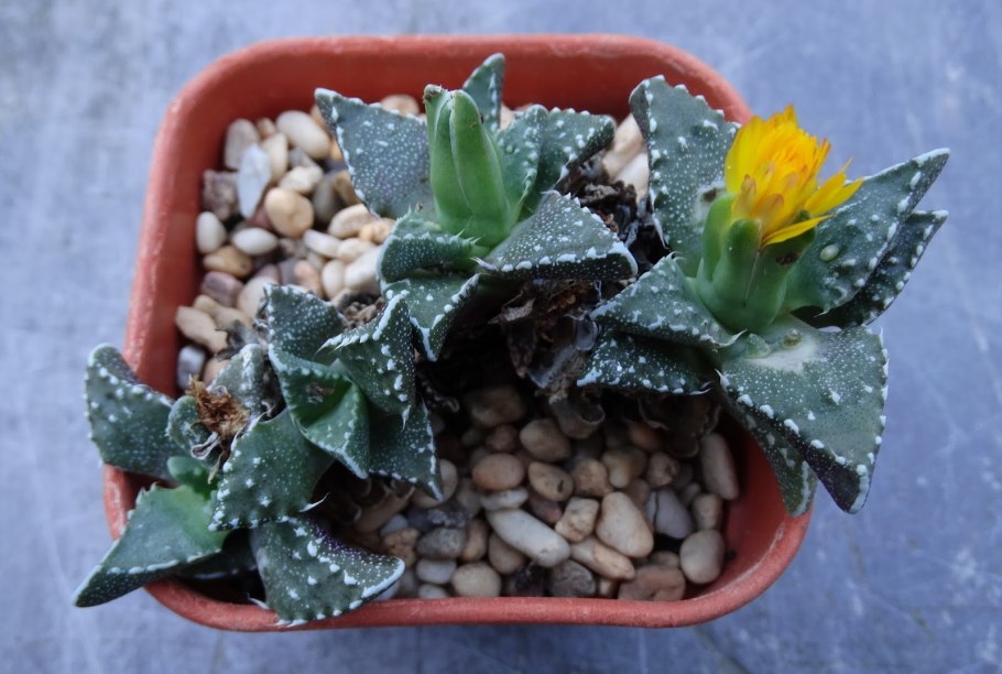 Faucaria bosscheana