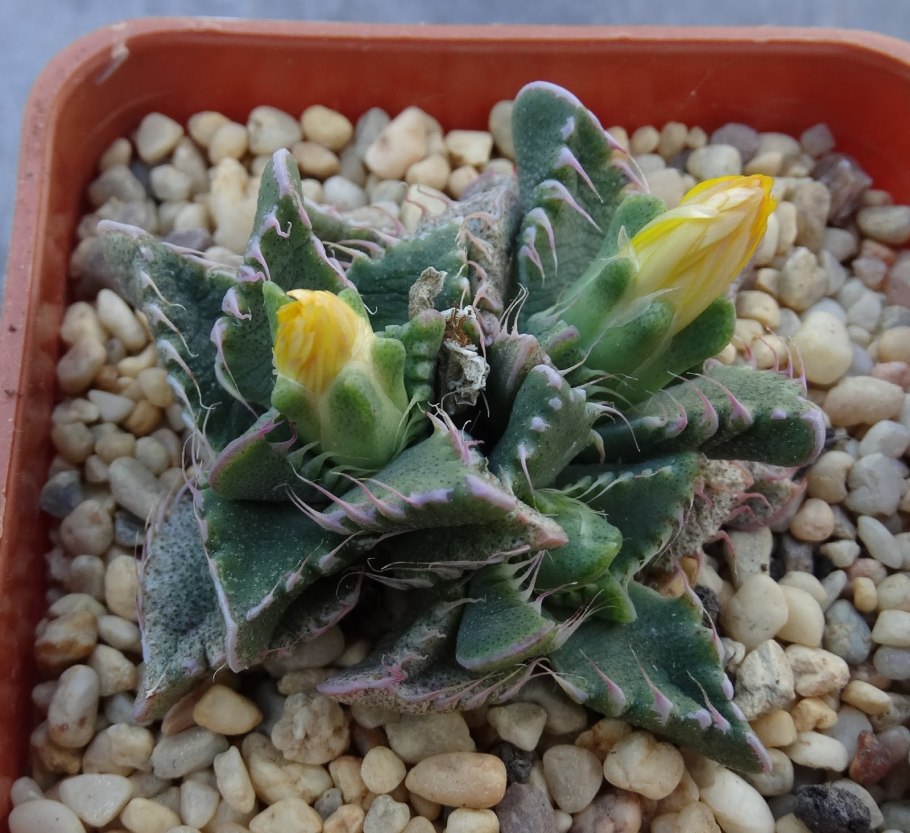 Фаукария Lupina