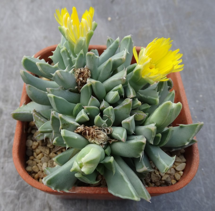 Фаукария Тигриная особенности ухода