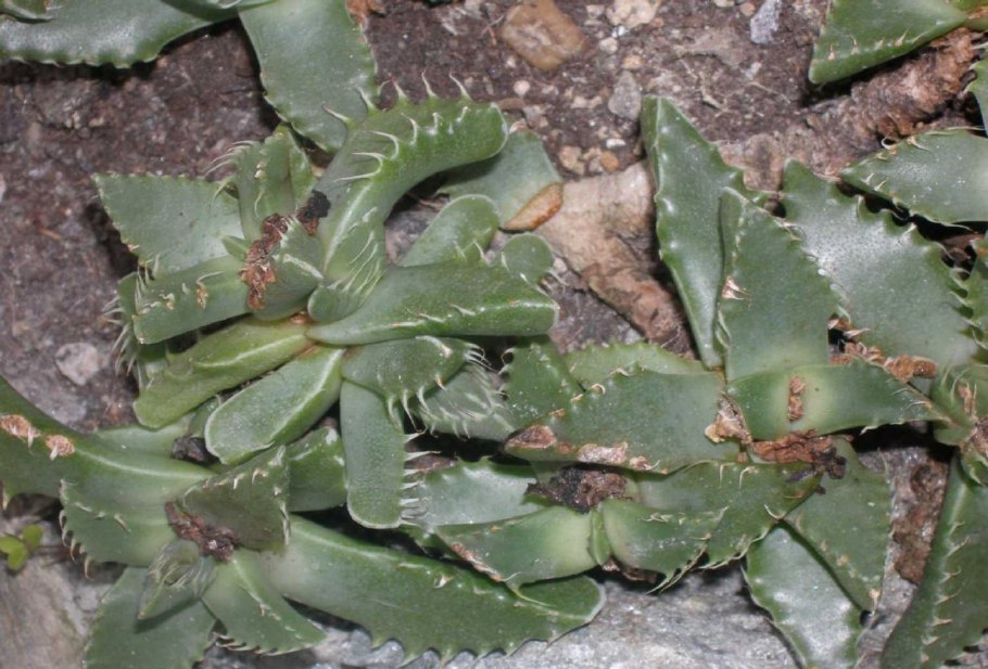 Faucaria tigrina