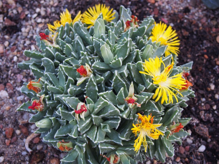Фаукария Босха Faucaria bosscheana