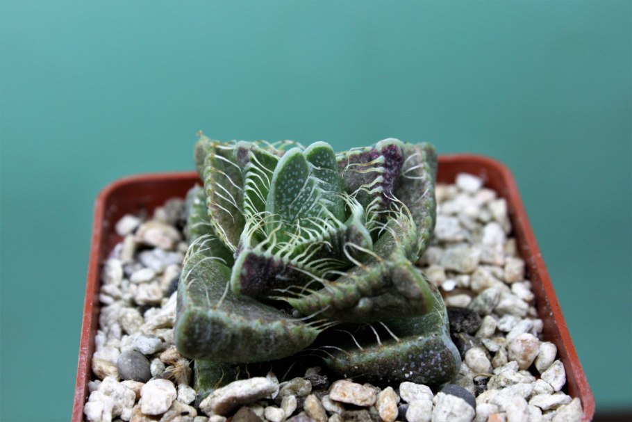 Суккулент Фаукария