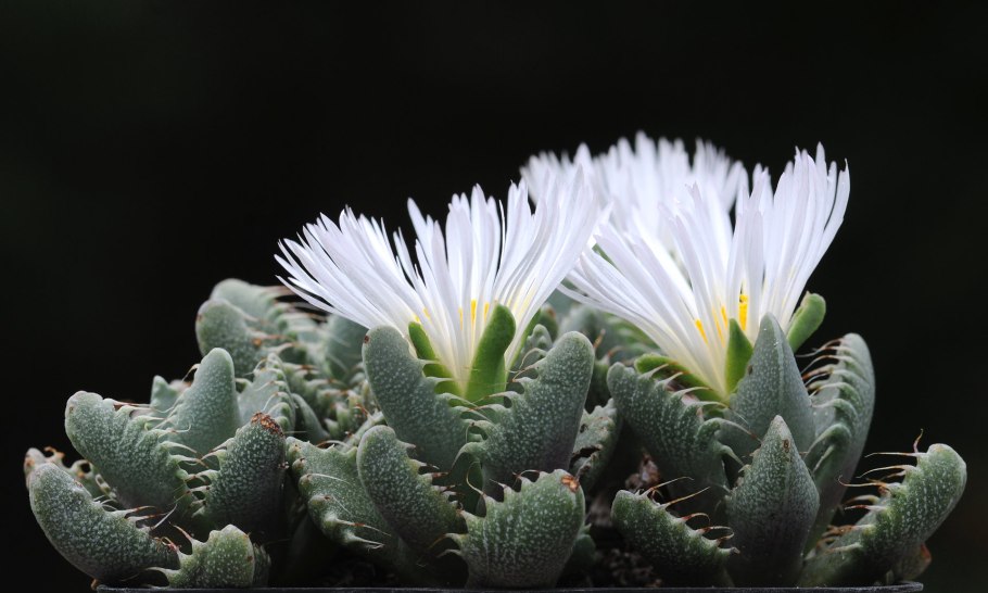 Фаукария subintegra