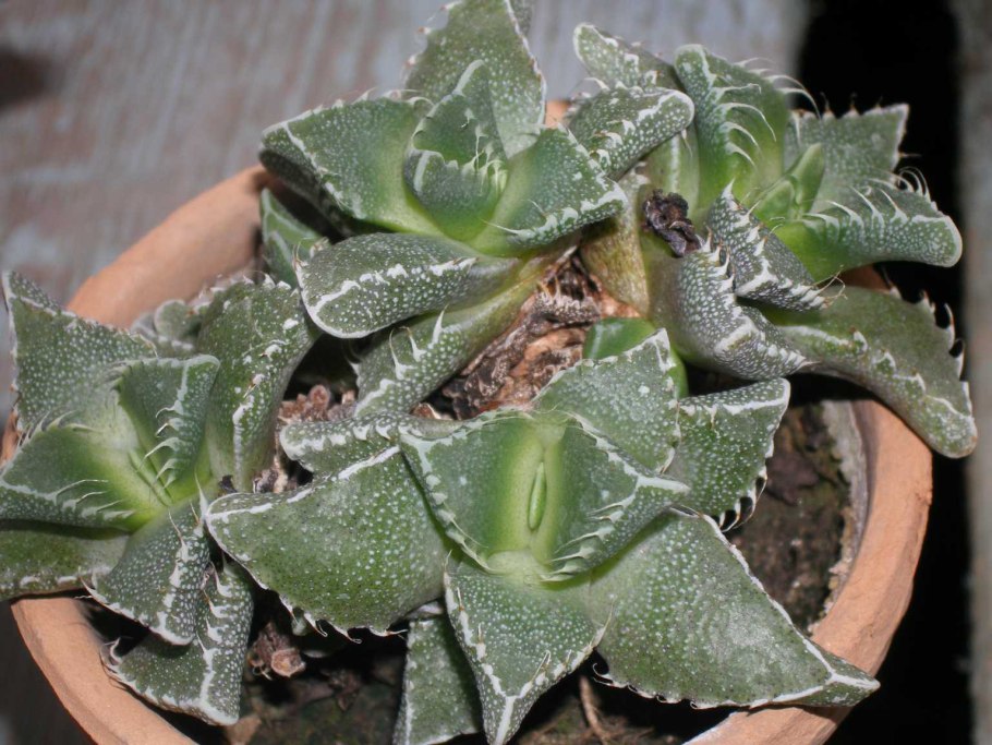 Фаукария малозубчатая