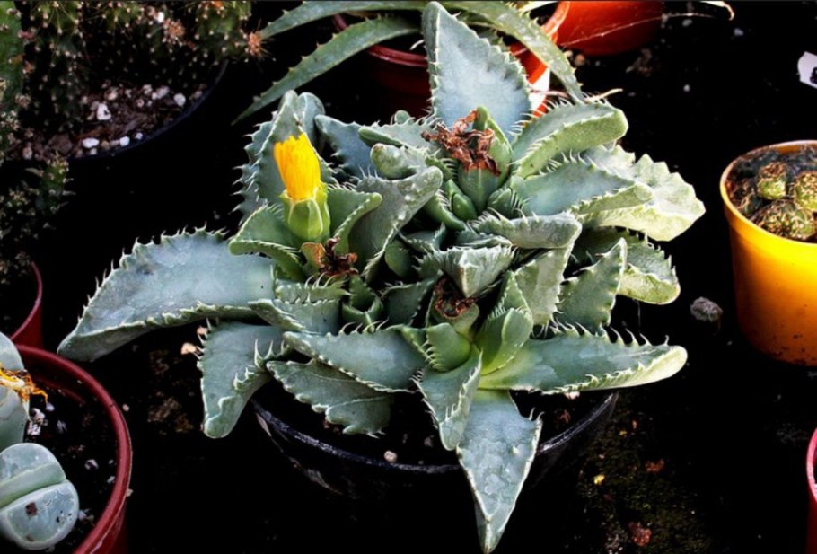 Фаукария малозубчатая