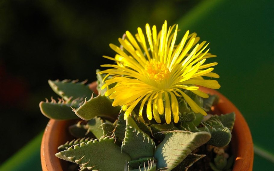 Суккулент Фаукария